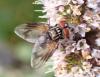 Phasia obesa